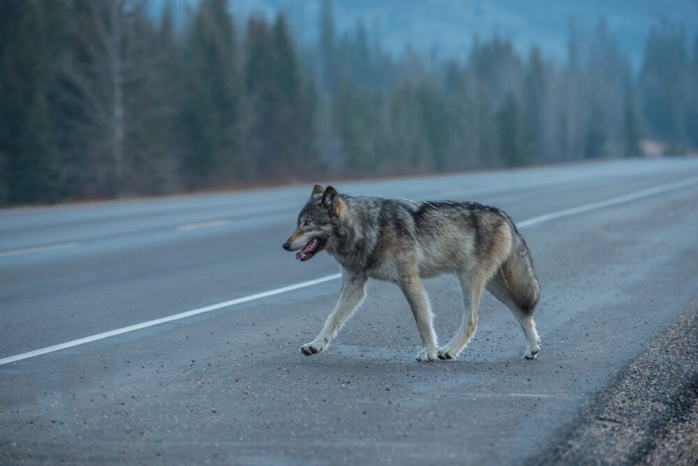 Podcast: The What’s The Permit Deadline Time, Mr Wolf? Edition