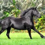 Highly prized Friesian horse breed under threat from inbreeding
