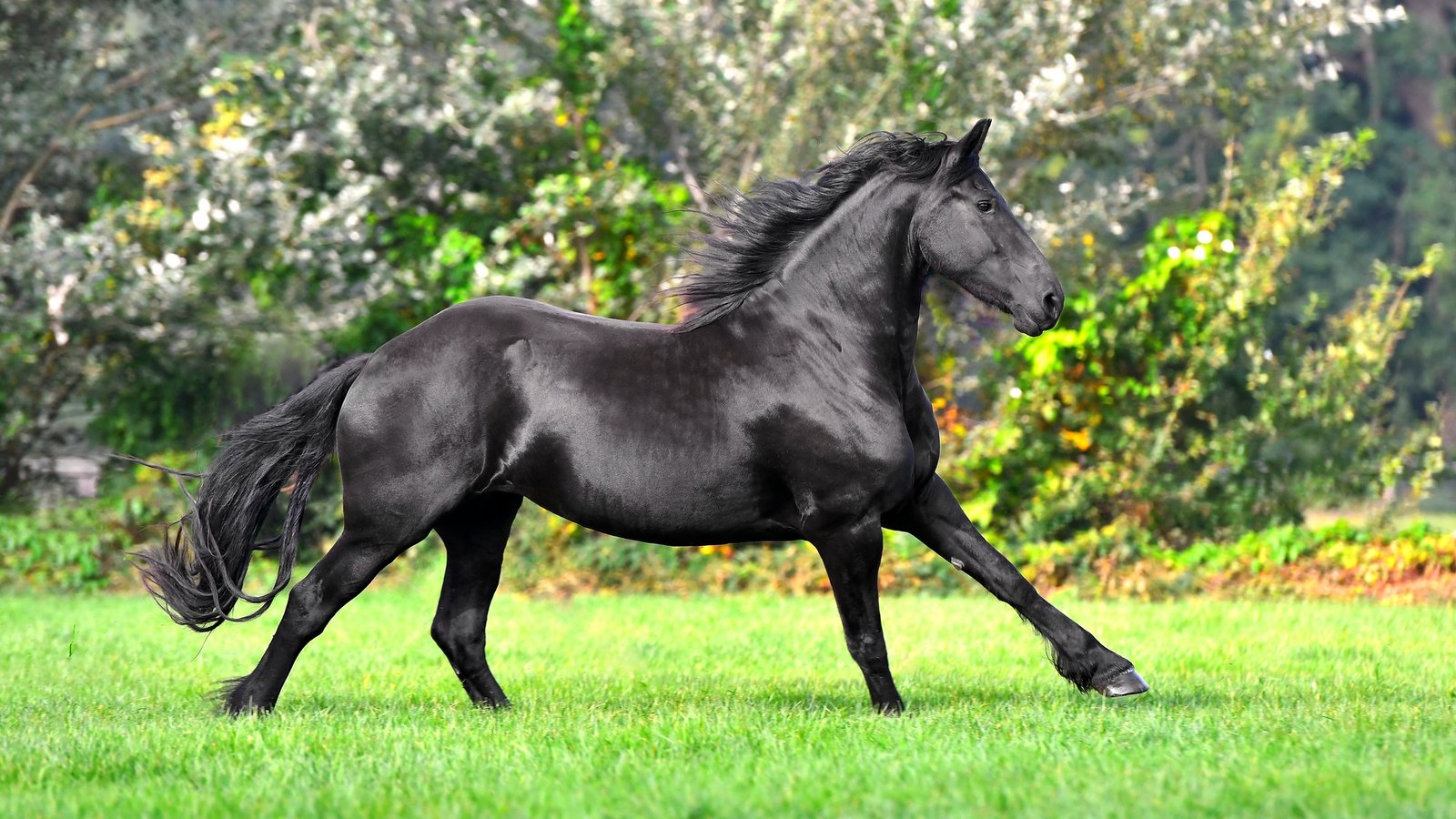 Highly prized Friesian horse breed under threat from inbreeding