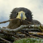 Wind farm told to stop turbines after young sea eagles killed
