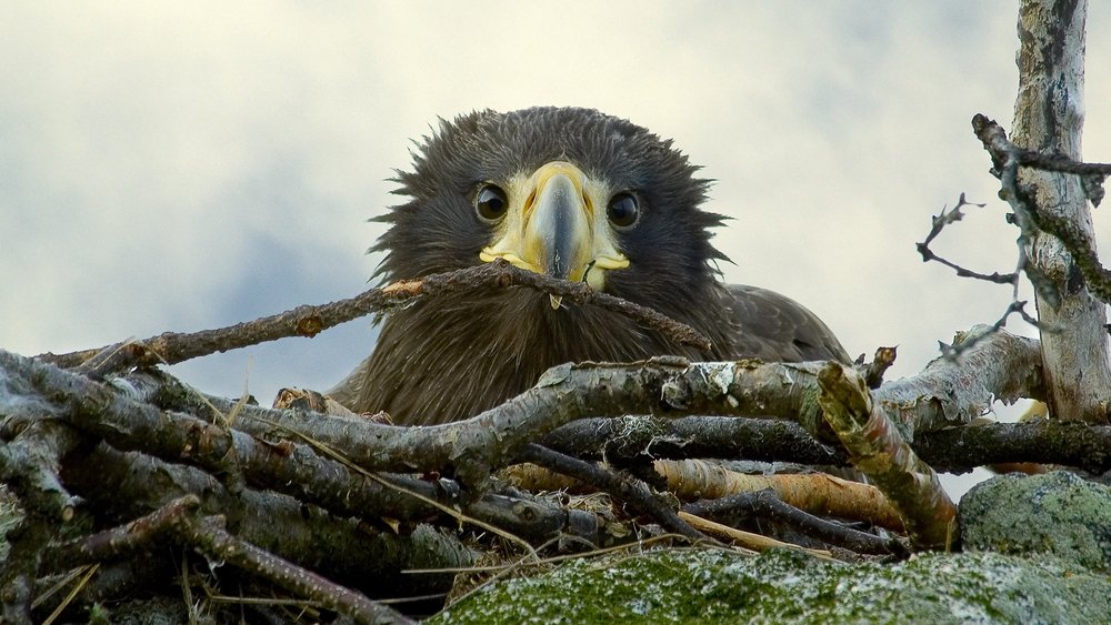 Wind farm told to stop turbines after young sea eagles killed