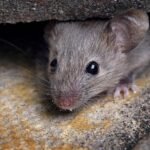 Utrecht parties raise concerns over reports of rats, mice, and insects at asylum center