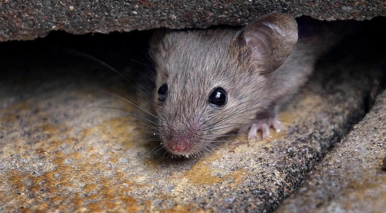 Utrecht parties raise concerns over reports of rats, mice, and insects at asylum center