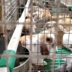 Authorities seize nearly 2,000 rabbits and 127 dogs from Zuid-Holland breeding facility