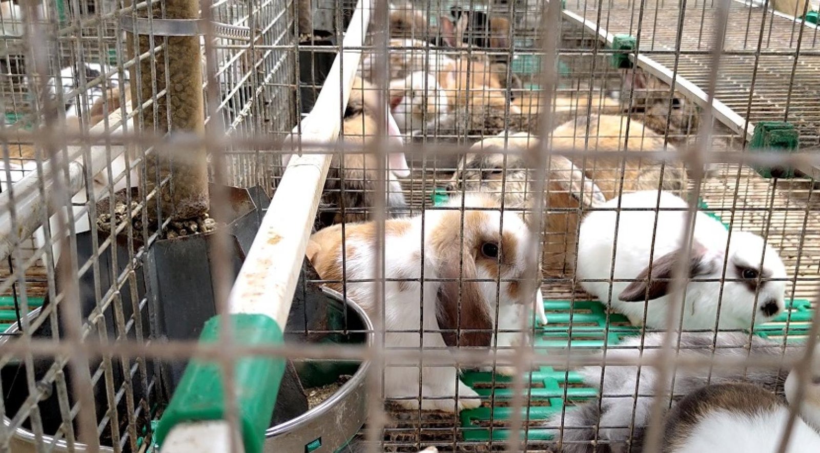 Authorities seize nearly 2,000 rabbits and 127 dogs from Zuid-Holland breeding facility