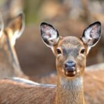 Animal rights groups win court ruling halting the culling of fallow deer in Zeeland