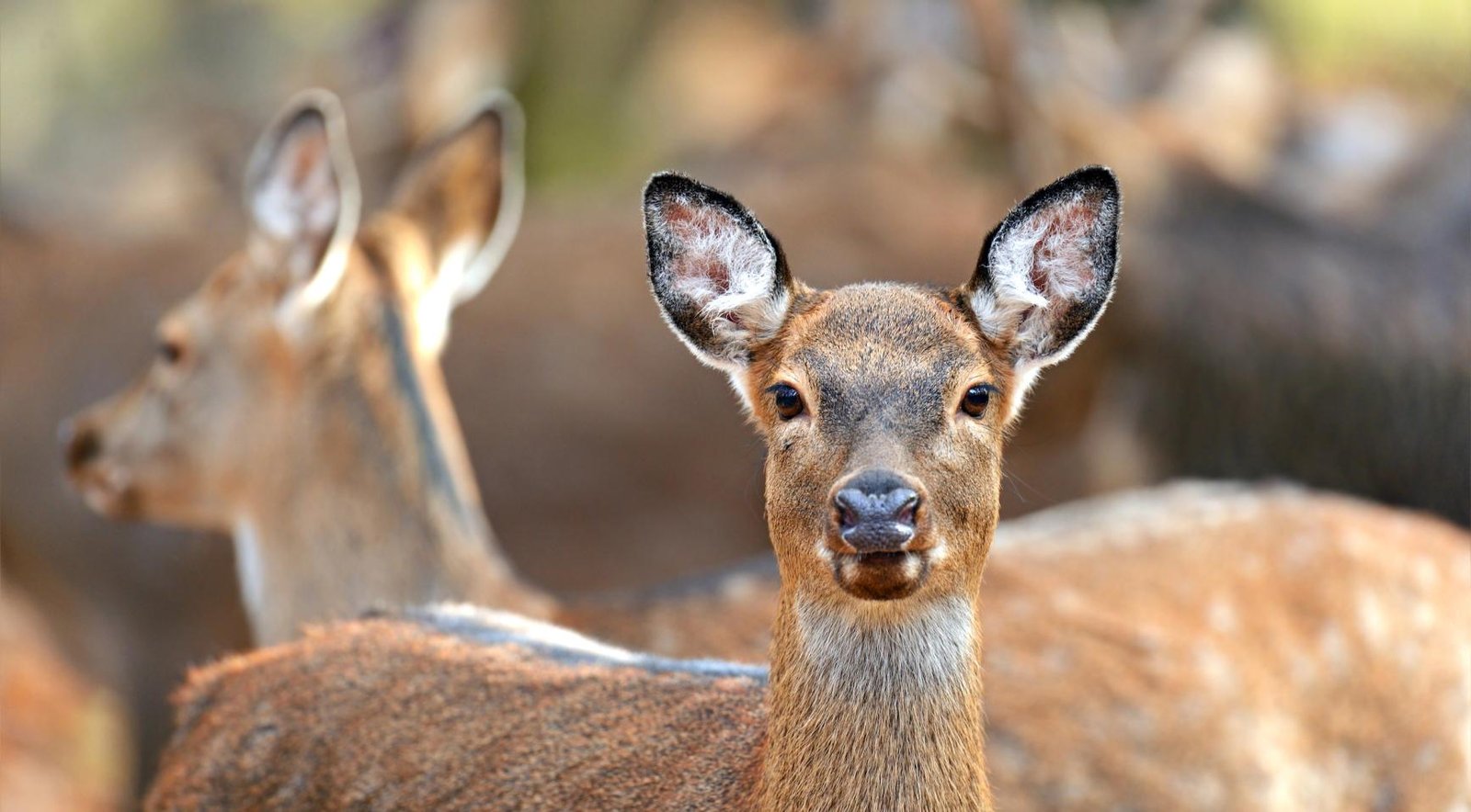 Animal rights groups win court ruling halting the culling of fallow deer in Zeeland