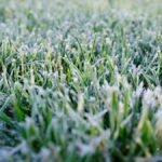 Frost in July: Twente records a midsummer first for Netherlands