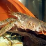 Eighth species of American crayfish found in Dutch rivers