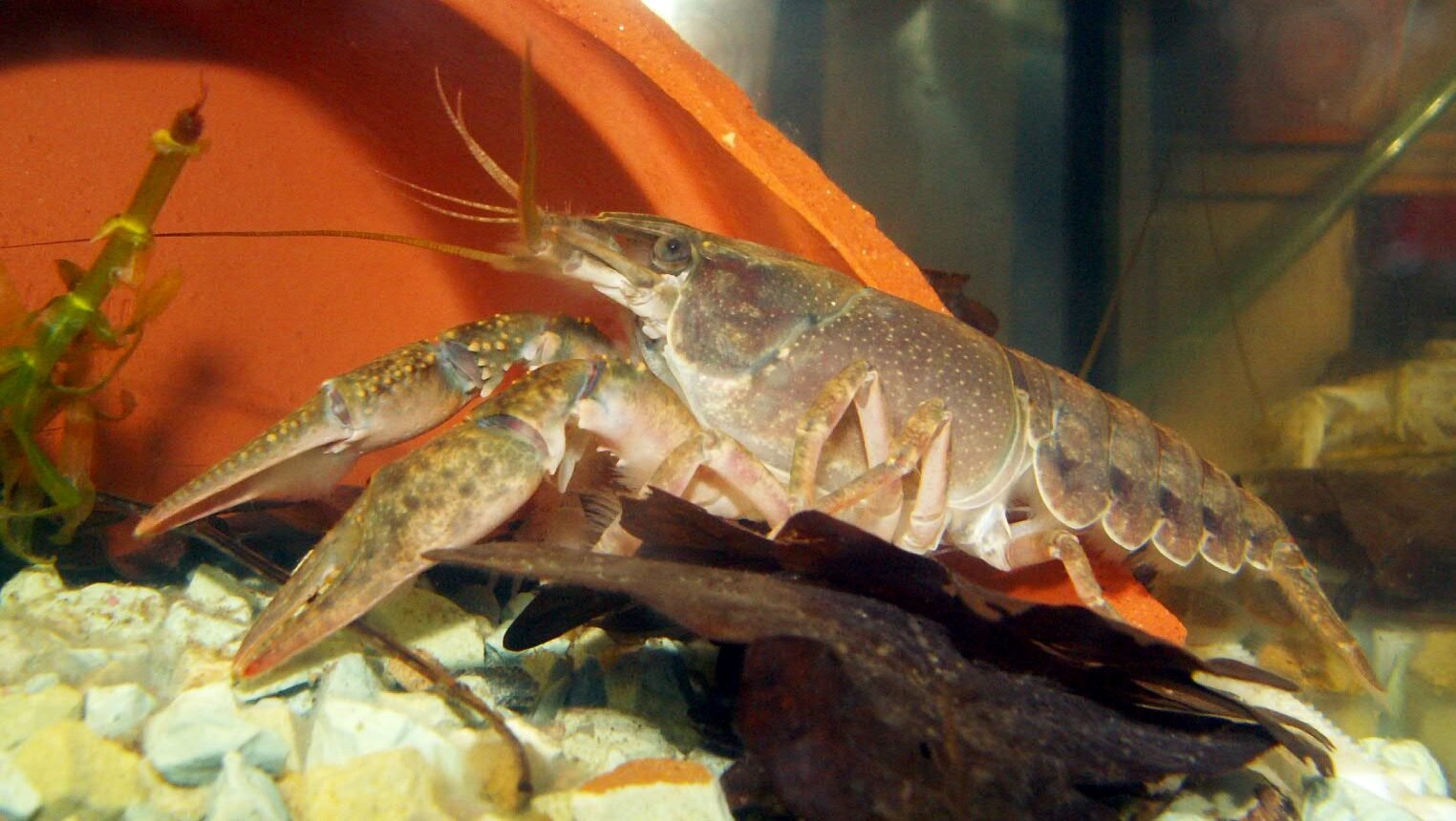 Eighth species of American crayfish found in Dutch rivers