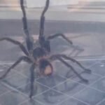Woman finds dinner-plate sized tarantula in her garden