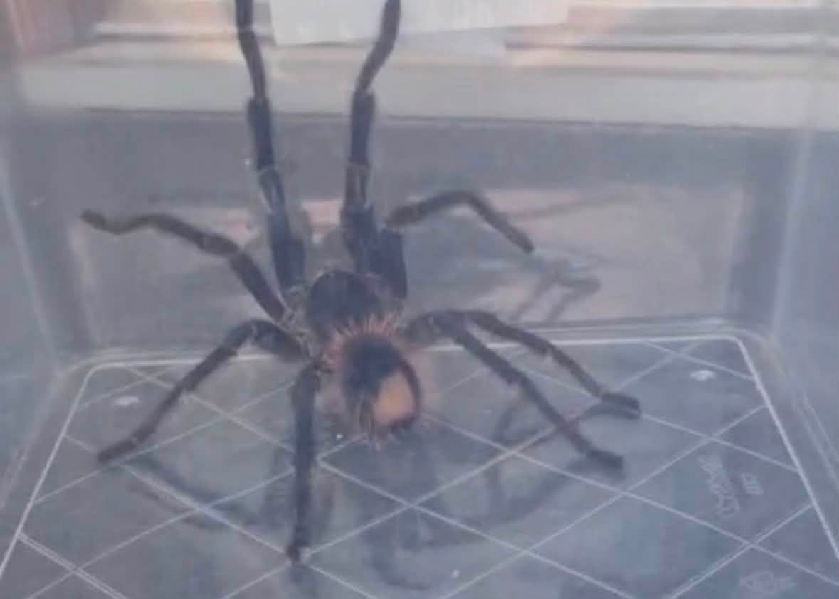 Woman finds dinner-plate sized tarantula in her garden