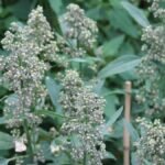 Jumbo’s quinoa now comes from Groningen, not Peru