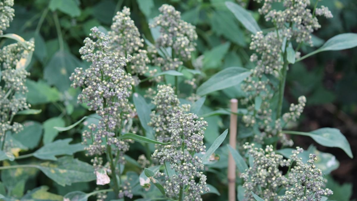 Jumbo’s quinoa now comes from Groningen, not Peru