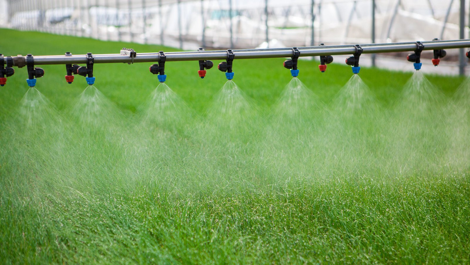 Glasshouses feel cost of drought as sprinkler ban imposed