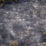 Limburg wildfire wiped out rare juniper shrubland
