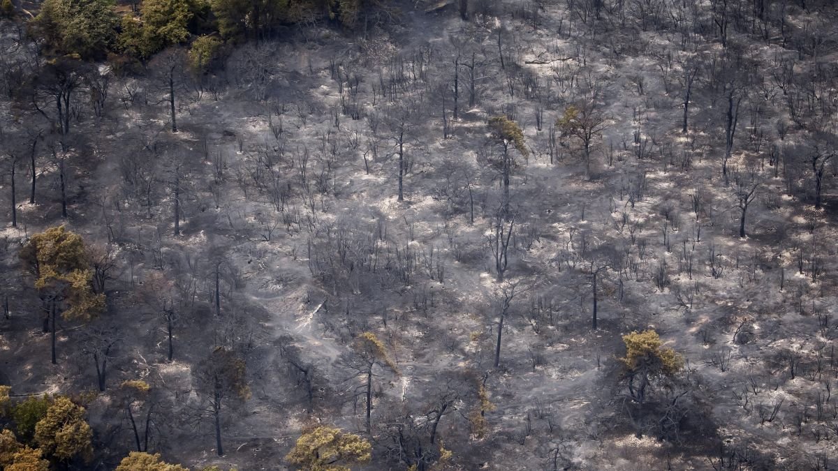Limburg wildfire wiped out rare juniper shrubland
