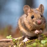 Mouse invasion plagues Friesland farmers