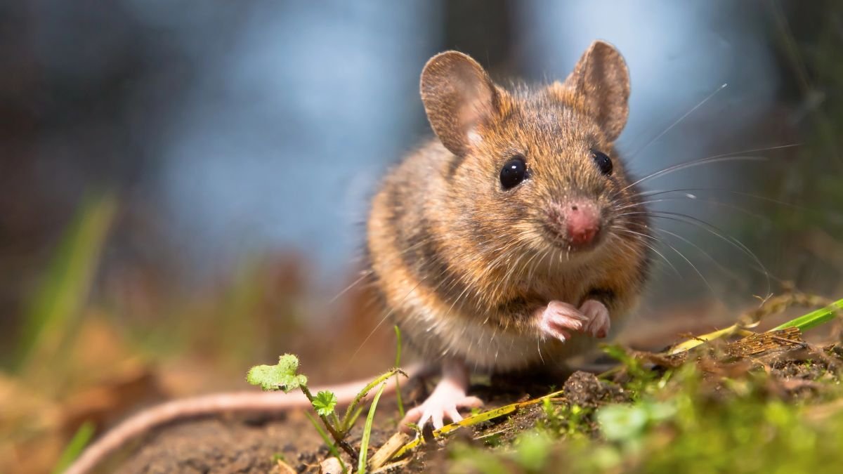 Mouse invasion plagues Friesland farmers