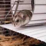 Ten-month-old Utrecht hamster Mollie logs nearly 70 km a week on fitness app Strava