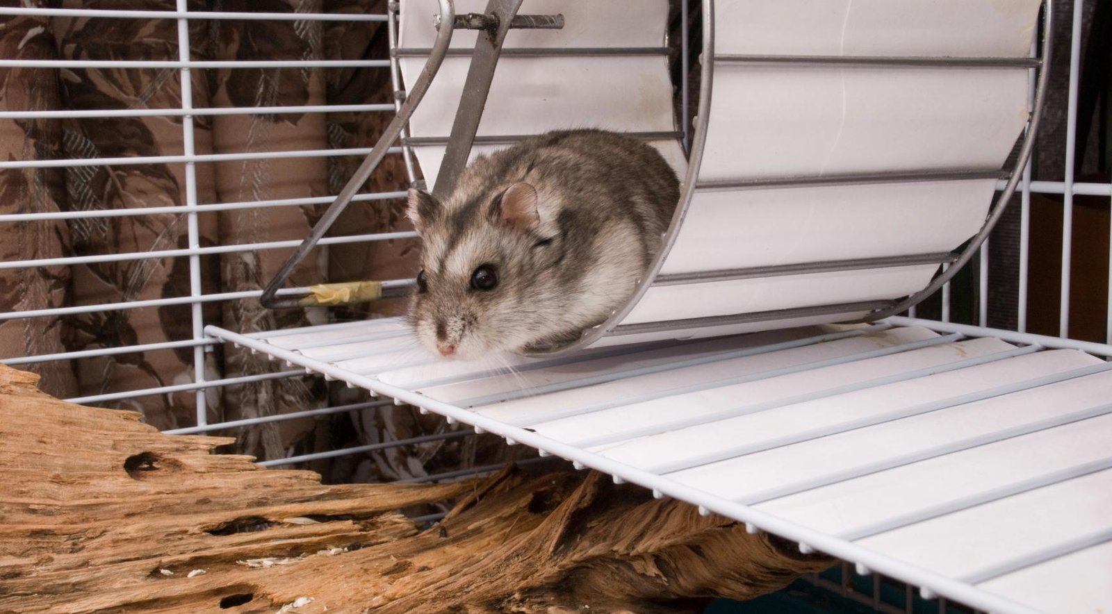 Ten-month-old Utrecht hamster Mollie logs nearly 70 km a week on fitness app Strava