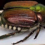Holidaymakers warned not to bring home “destructive” beetle