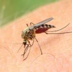 Person dies from West Nile virus infection acquired in Netherlands