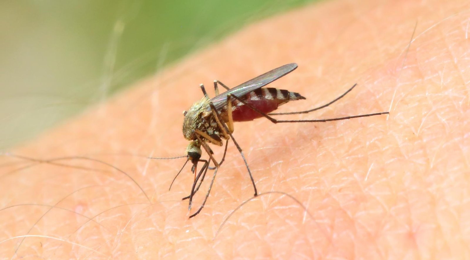 Person dies from West Nile virus infection acquired in Netherlands