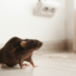 Consumer watchdog issues warning after rat feces found in Eindhoven care home kitchen
