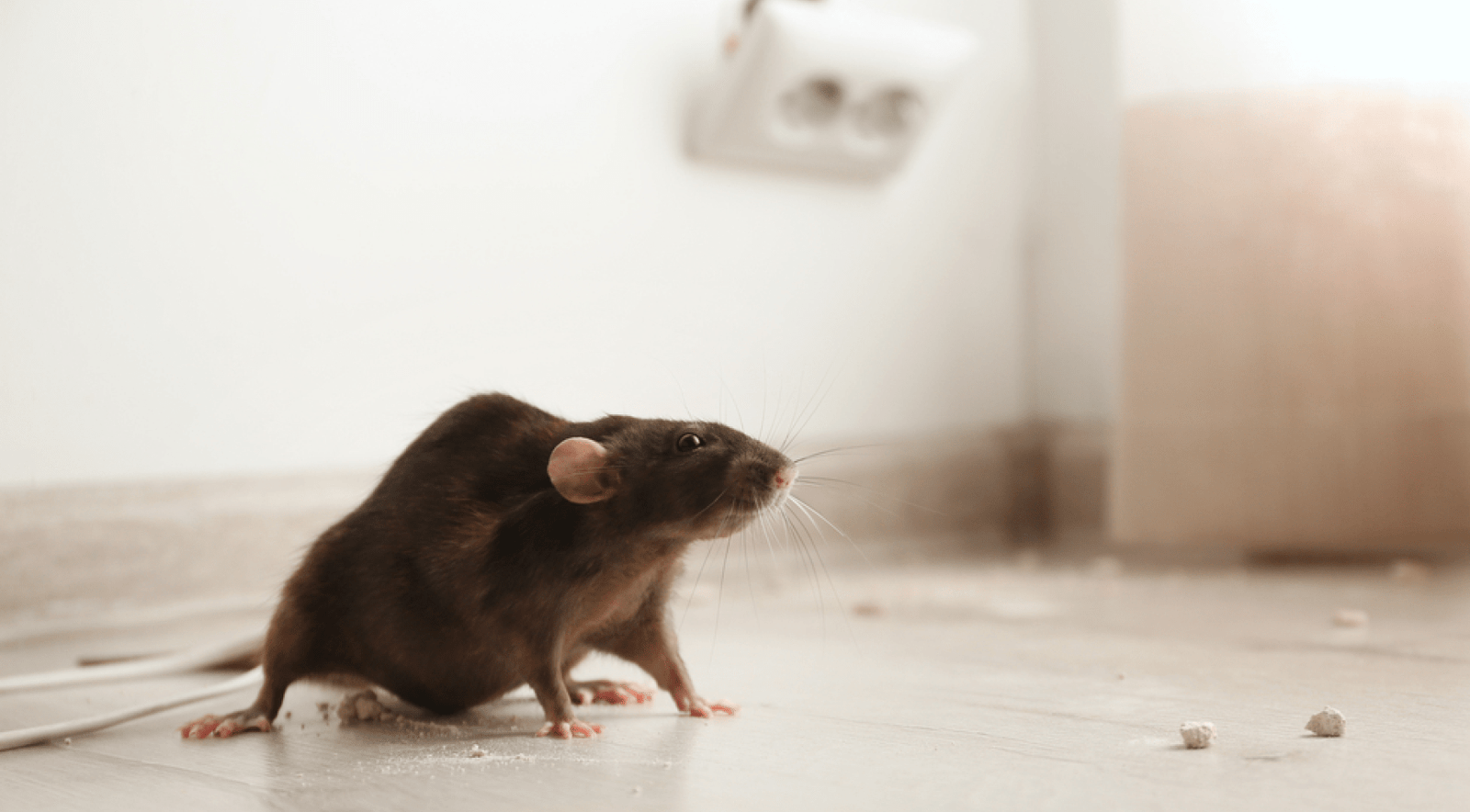 Consumer watchdog issues warning after rat feces found in Eindhoven care home kitchen