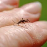 Fourth Dutch case of West Nile fever this year confirmed