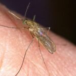 West Nile virus infections confirmed in nine people in the Netherlands