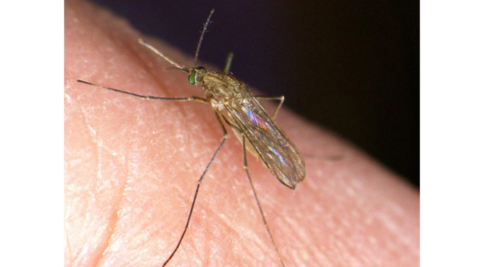 West Nile virus infections confirmed in nine people in the Netherlands
