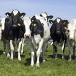 Farmers face livestock cuts as nitrogen plan falls short