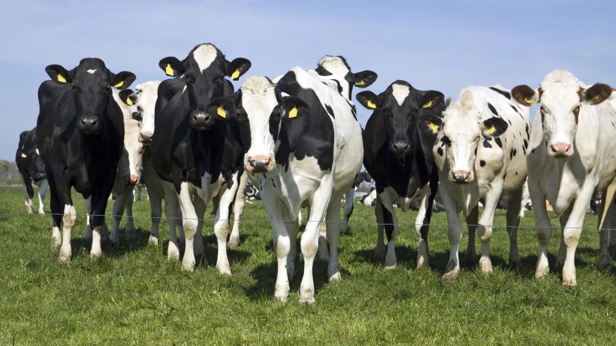 Farmers face livestock cuts as nitrogen plan falls short