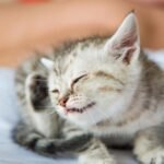 Three cowpox infections linked to cat shelter in Wierden