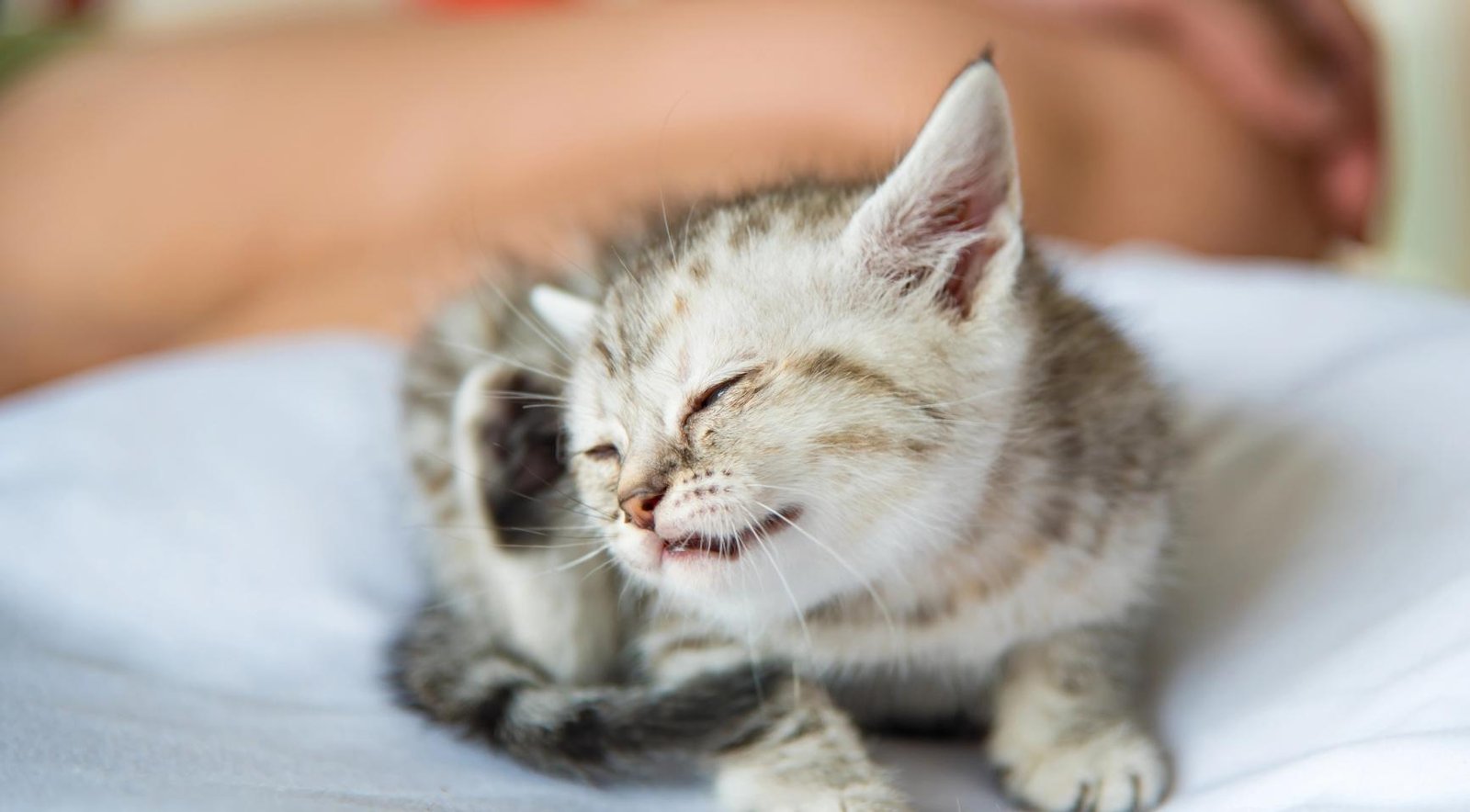 Three cowpox infections linked to cat shelter in Wierden