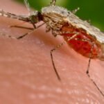 Fourth West Nile virus death reported as infections rise to 28