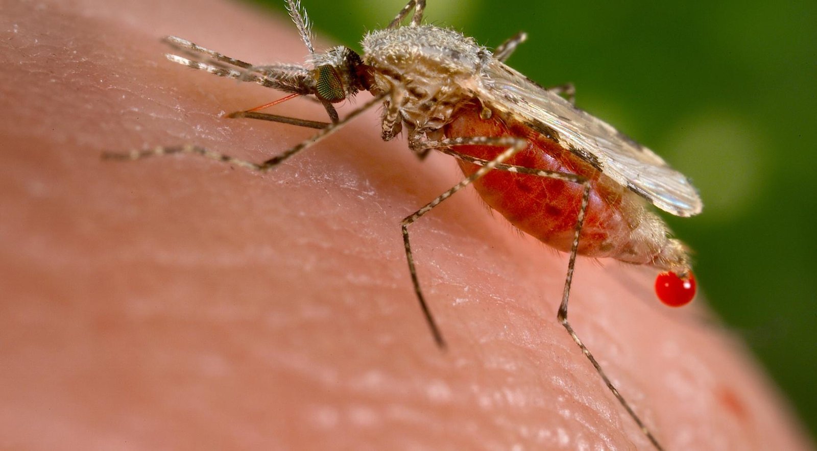 Fourth West Nile virus death reported as infections rise to 28