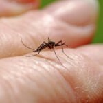 West Nile virus death toll rises to four