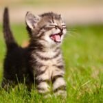 Owners in the Netherlands must microchip cats from 2028 to reduce number of strays