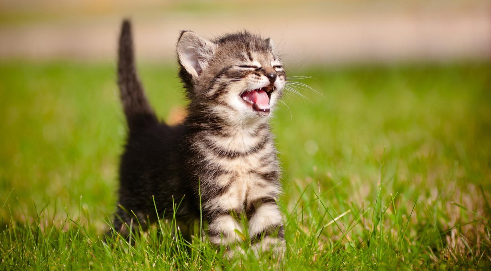 Owners in the Netherlands must microchip cats from 2028 to reduce number of strays