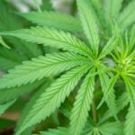 Patients fear shortage of medicinal cannabis when rules change