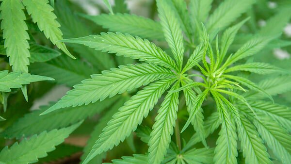Patients fear shortage of medicinal cannabis when rules change