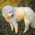 Shepherds turn to dogs to defend sheep from wolves on the Veluwe