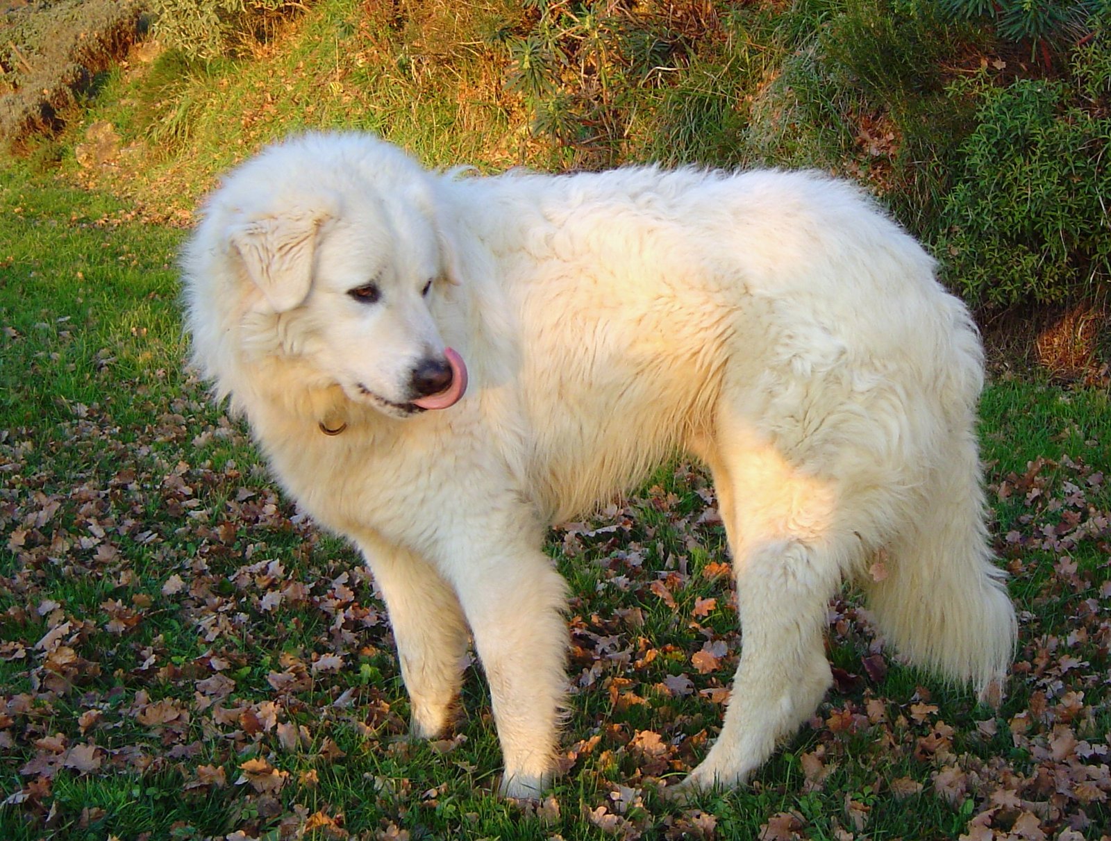 Shepherds turn to dogs to defend sheep from wolves on the Veluwe