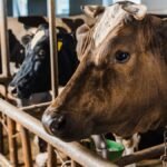 Raids on Overijssel livestock businesses over fraud and cruelty
