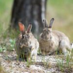 Podcast: The Bamboo Boards and BBB Bunnies Edition