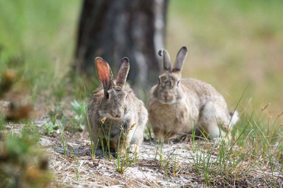 Podcast: The Bamboo Boards and BBB Bunnies Edition