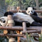 Podcast: The Pandas Have More Fun Than Dolphins Edition